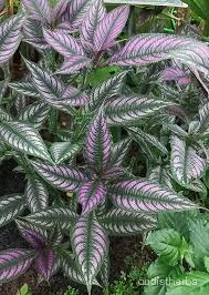 Perilepta auriculata fullplant3.jpg